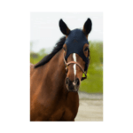 Maschera in Titanio FENWICK - Liquid Titanium Mask velcro