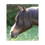 Frangia antimosche con testiera