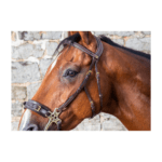 Montanti DYON per Hackamore - Hackamore Cheekpieces - D Collection - immagine 2