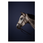 Montanti DYON per Hackamore - Hackamore Cheekpieces - New English Collection - immagine 2