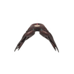 Sella EQUIPE EK Evo Special - immagine 3