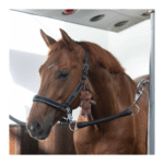 Peluche a forma di cavallo in maglia KINGSLAND