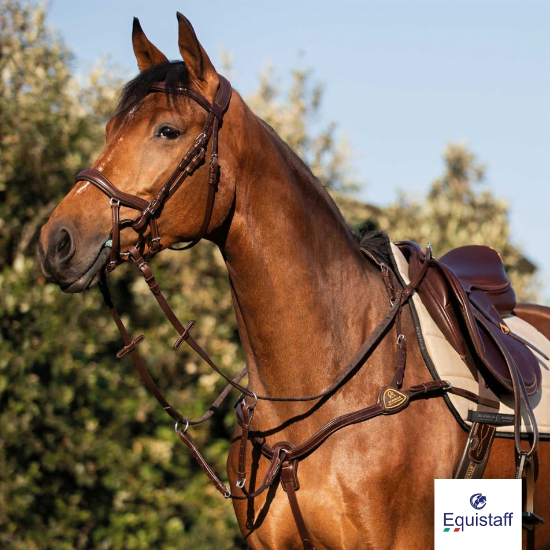 Pettorale cavallo acavallo